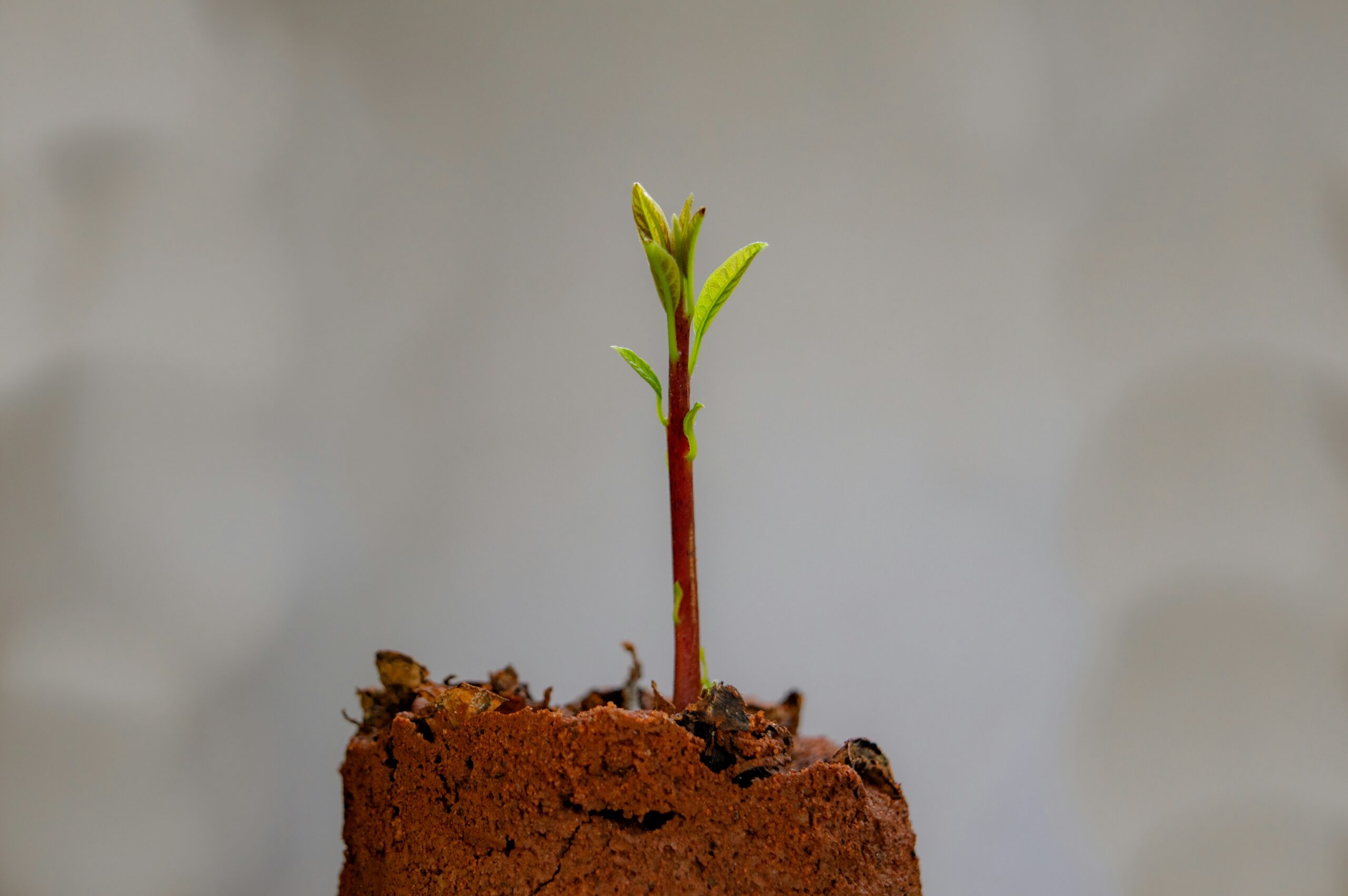 10 Ways ISO 9001 Purchase Enhances Organizational Performance | Qualitas Consulting